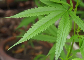 Canabidiol reduz crises em casos graves de epilepsia, aponta estudo da USP