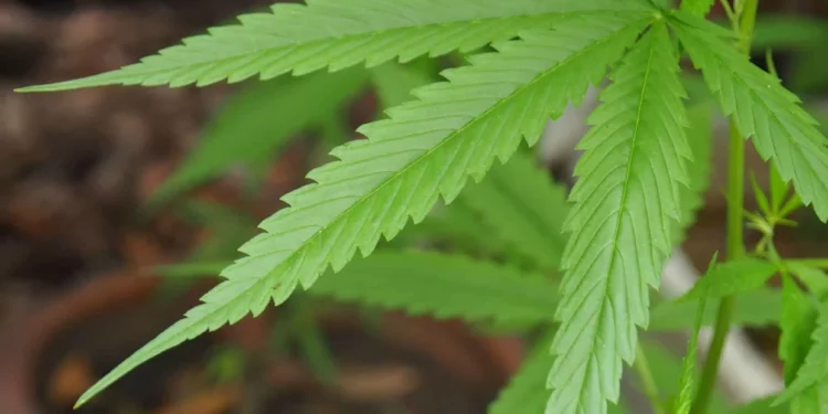 Canabidiol reduz crises em casos graves de epilepsia, aponta estudo da USP