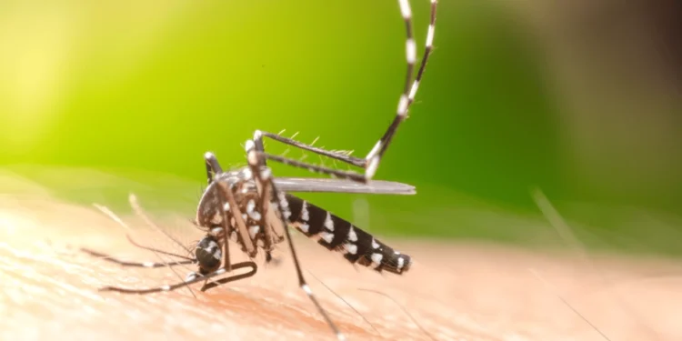7 dicas da ciência para afastar mosquitos, incluindo o Aedes aegypti da dengue
