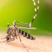7 dicas da ciência para afastar mosquitos, incluindo o Aedes aegypti da dengue