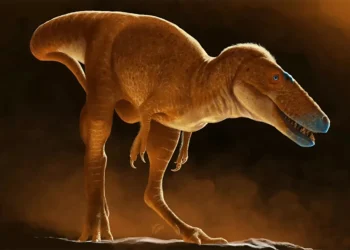 Dinossauro recém-descoberto muda tudo o que se sabe sobre a evolução do tiranossauro