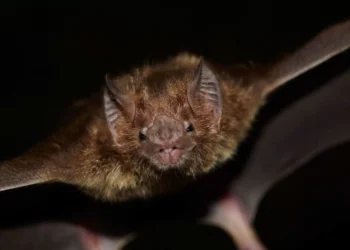 Cientistas podem ter descoberto como morcegos evitam o câncer