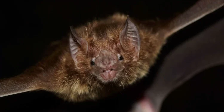 Cientistas podem ter descoberto como morcegos evitam o câncer