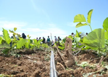 Melhoria de renda no campo pode ajudar no combate à desertificação