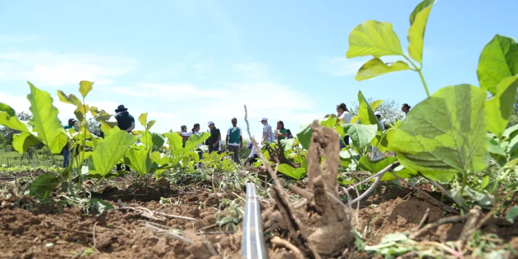 Melhoria de renda no campo pode ajudar no combate à desertificação