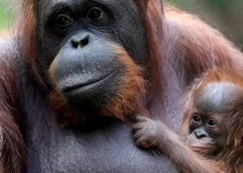 Orangotangos fazem “o que qualquer humano privado de sono faria”: Sestas