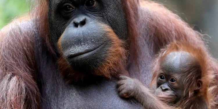 Orangotangos fazem “o que qualquer humano privado de sono faria”: Sestas