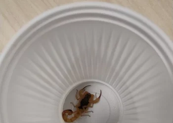 Escorpiões assustam servidores no Congresso; Câmara e Senado registram casos e picadas