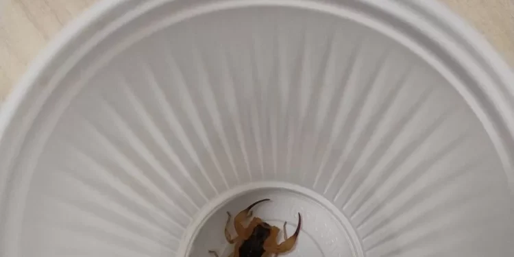 Escorpiões assustam servidores no Congresso; Câmara e Senado registram casos e picadas