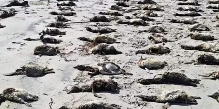 Mais de 700 pinguins são encontrados mortos uma semana no litoral de SP