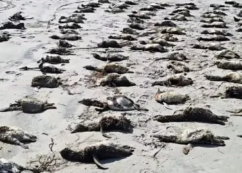 Mais de 700 pinguins são encontrados mortos uma semana no litoral de SP