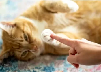 Por que em 8 de agosto é comemorado o Dia Internacional do Gato?