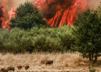 Incêndio no concelho da Covilhã deverá estar controlado na segunda-feira